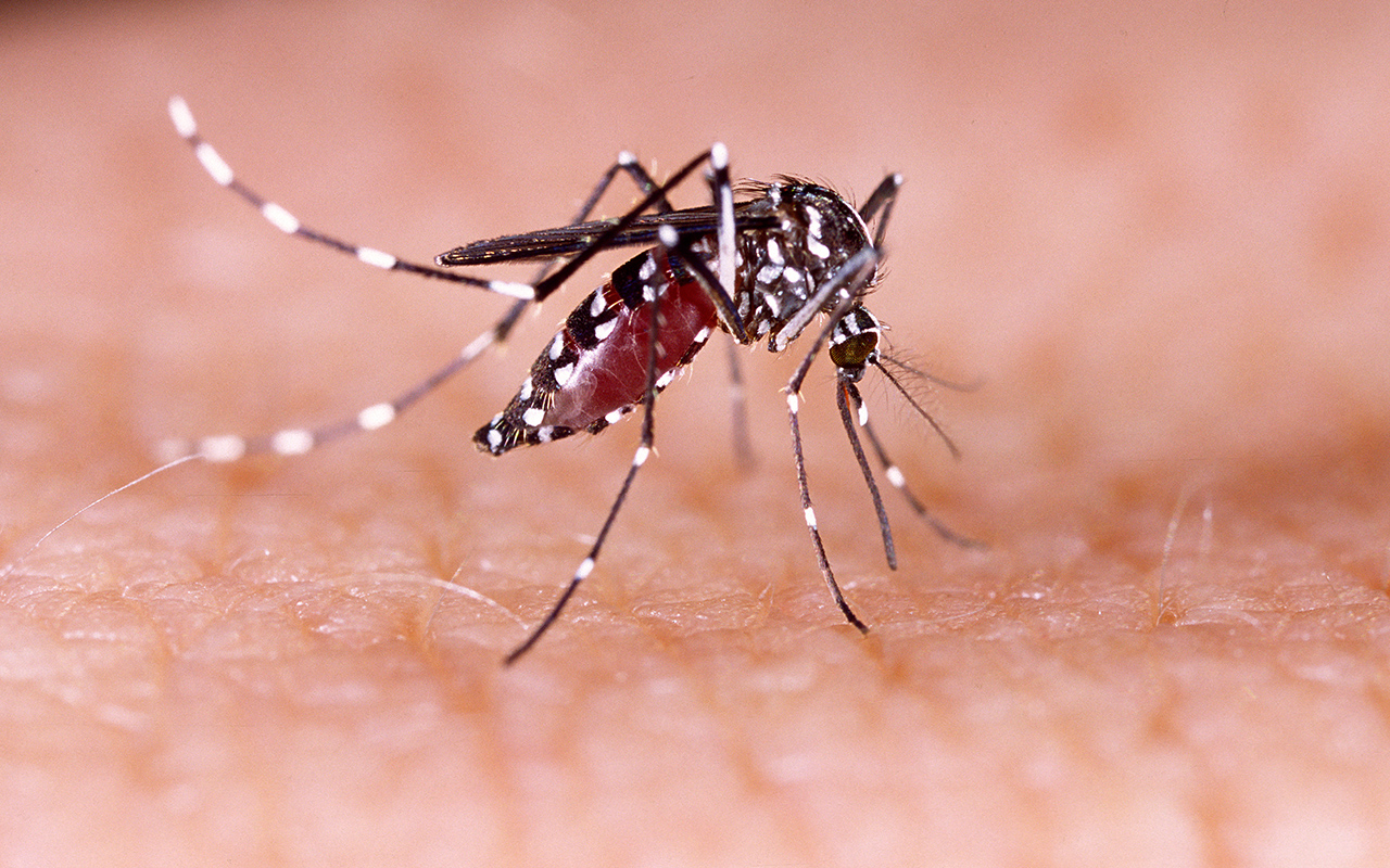 Dengue spreads south to Rockhampton | InSight+