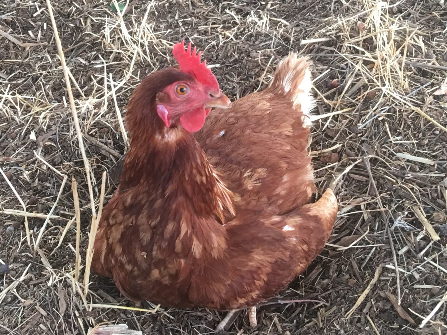 Meet the sentinel chickens protecting towns from harmful mosquitoes InSight+