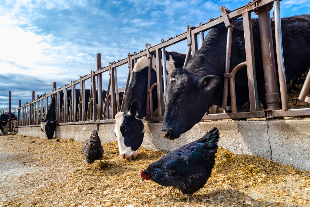 One flu over the dairy farm: bird and cow flu in the USA - Featured Image