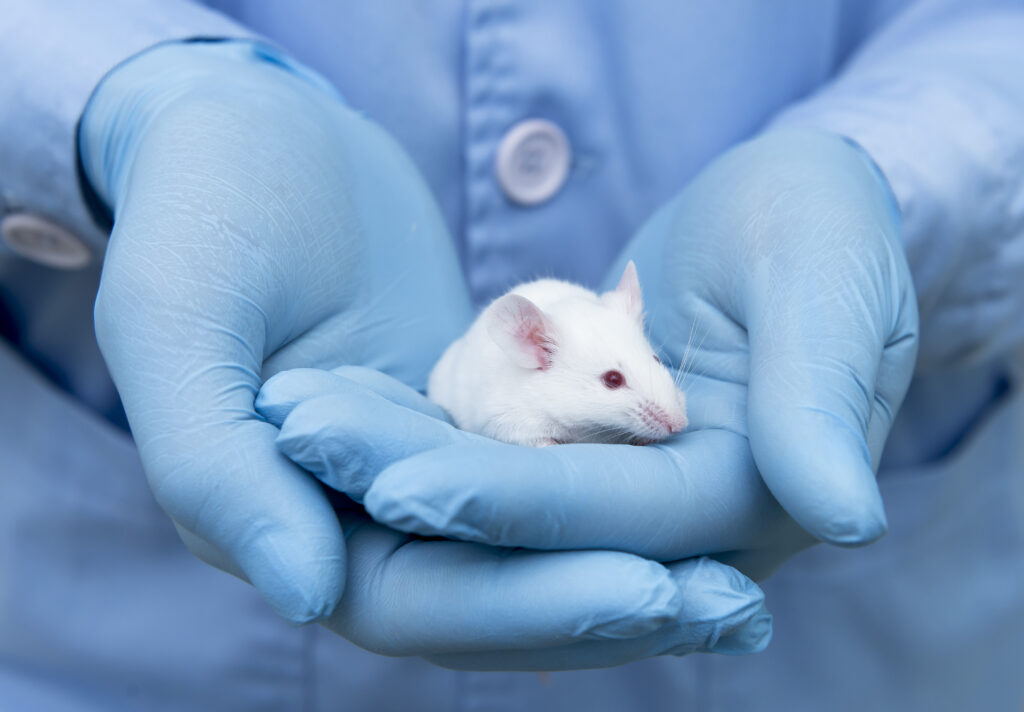 Rsearchers are using mice to studNew research shows that autism and PTSD are vulnerably linked in mice models. But how do researchers know which mice are autistic? - Featured Image