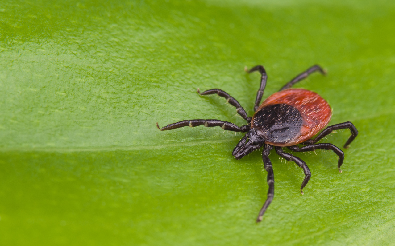 The tale of the travelling tick